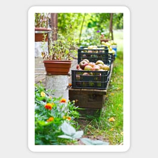 Harvest time, apples in plastic basket on vintage wooden terrace Sticker